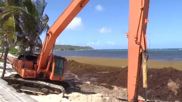 Gestion des Sargasses à  Capesterre - 5ème Volet quelques actions au quotidieen