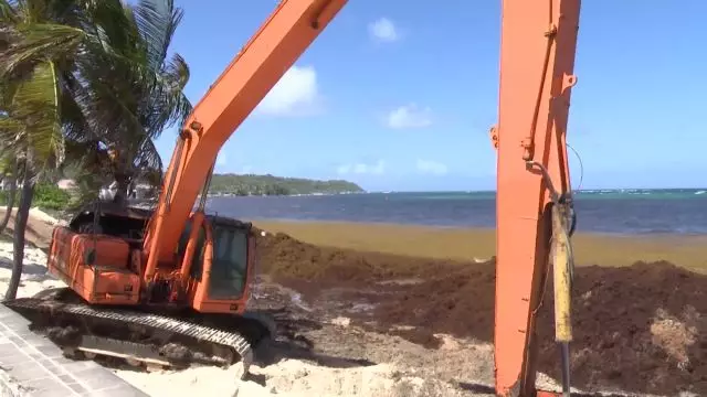Gestion des Sargasses à  Capesterre - 5ème Volet quelques actions au quotidieen