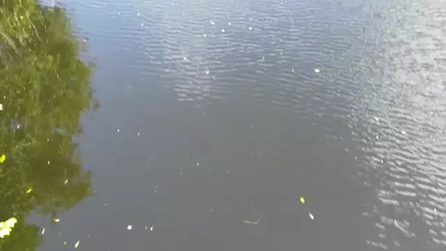 Survol de Vieux Fort et sa mangrove sur un air de Nostalgia
